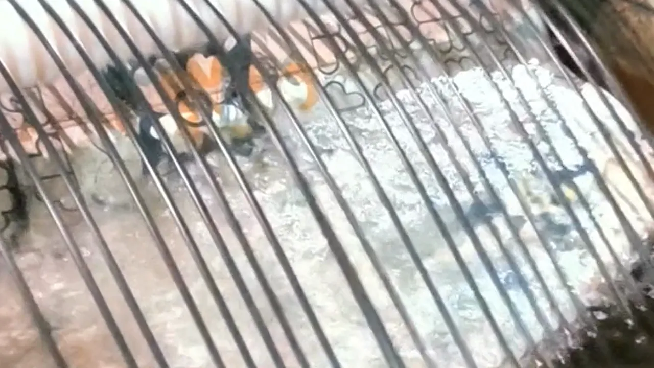 Molten plastic strands leaving the extruder into cooling water